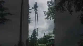 Topping an 85 foot spruce using the porta wrap system.