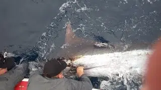 Billfish 15000 2014 aboard WitchCraft
