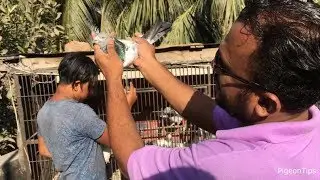 Best High Flying Pigeon In Bangladesh || Lal Patti & Pankhi Pigeons
