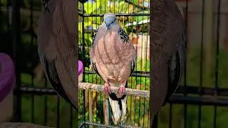pancingan derkuku super jernih gacornya #suara #burung #derkuku #spotted #birds #dove