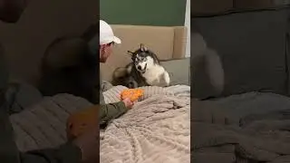 Well&hellip; idk anymore #dogsoftiktok #dogsoftiktokviral #husky #huskies #dogs