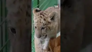 Rare liger cub born in Romania draws attention to controversial breeding