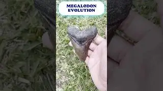 The Evolution of the MEGALODON! #fossils #sharks #megalodon #evolution