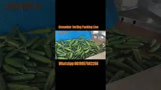 Cucumber sorting packing line #fruitsorting #farming #cucumber