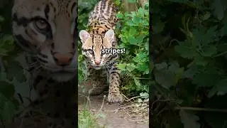 America&rsquo;s Endangered Ocelots: Why We Must Act Now