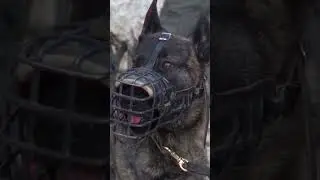 Meet Our Canine Unit 🐾