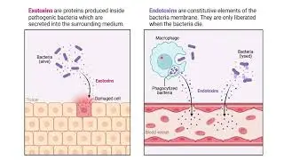 Endotoxin( Gram negative shock ) vs Toxic Shock Syndrome Toxin( Staph aureus) shock