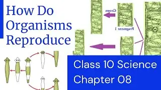 How do organisms Reproduce?? Part 02 | Class 10th Science Chapter 8 | Asexual | Variations #ncert