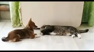 DOGGY : WELL PLAY WITH ME KITTY!!!   #animals #dog #pes #cat #corgi #cat3 #cat3 #petlover #pet