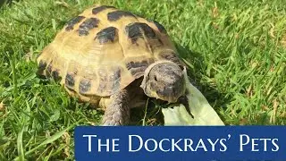 The Dockray&rsquo;s Pets