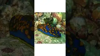 Martadoris: The Colorful, Shell-Less Sea Slugs