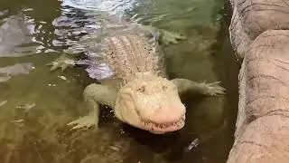 Singing Alligator at the NEW Zoo & Adventure Park