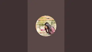 Bably allahabadi official is live
