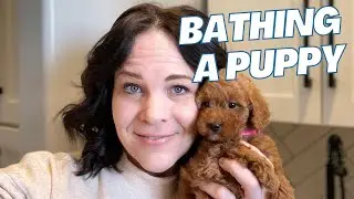 How to Bath a Puppy! An easy look at bathing a sweet little one