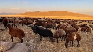 KUZULAR BÖLÜNDÜ KURTLAR GÖRMEDİ - BİR GÜNDE 70 KOYUN KOÇA GELDİ