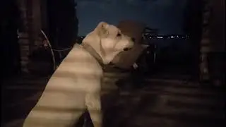 Best guard dog! Central asian shepherd  Vezir