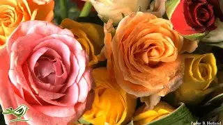 Romantic Valentine's Day Music | Piano & Guitar | Instrumental Love Music