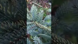 Хвойный Сад Надежды. Ель мариана Аурея/ picea mariana Aurea