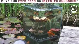 Architecture & Engineering - Have You Ever Seen An Inverted Aquarium?