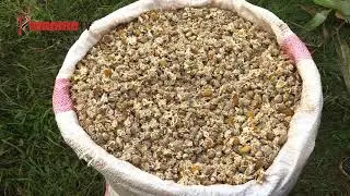 Urimi wa Pyrethrum Endarasha Nyeri pt3