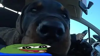 BAILEY SAYS HELLO TO CHAT widepeepoHappy | Dafran IRL