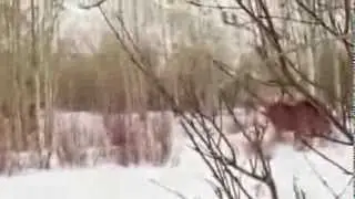 When Moose attack - Close encounter caught on video