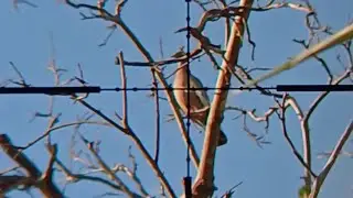 controle de asa branca, (ca&ccedil;a, verdadeira com a pcp beeman, luneta TAG)