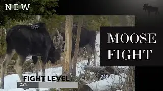NEW Moose Fight!!
