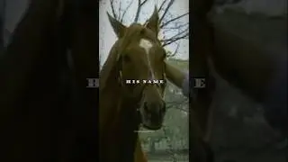 Secretariat ❤️ #secretariat #besthorse #legend #1970s