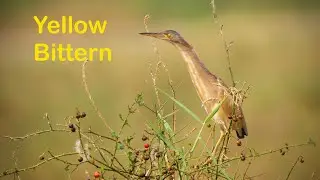 Yellow Bittern (Ixobrychus sinensis) call sound
