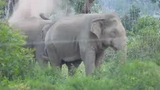 Wild Elephants Life #animallife #elephantworld #animals #elephant #travel #wildlife #nature #safari 