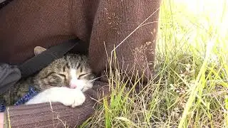 Tabby cat steals hearts on his hiking adventure 💕🌲