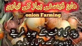 Onion farming in pakistan, pyaz ki kasht,pyaz ki puneri lgany ka tarika,onion seed , tips hindi/urdu