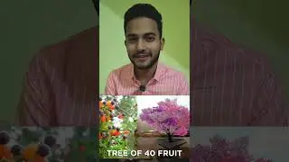 Tree of 40 fruits #interestingfacts #nature #facts #fruit #lifeisbutadream #forest