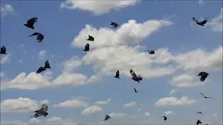 Urubu de cabeça preta