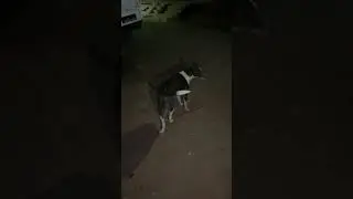 DOG KI LIFE BY TIRMOHAN VIJAY