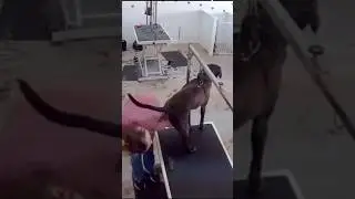 Shocking: Dog Pooped on the Groomer!