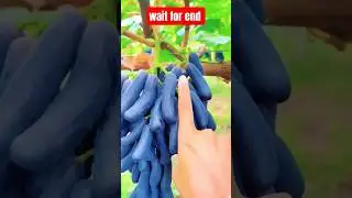 Learn some easy ways to grow grapes 🍇 #farming #vegetables #fruit #easytogrow #vegetablegrowing