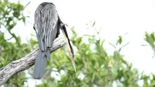 African Darter Scratching Neck, Kruger