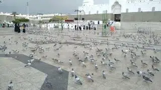 masjid quba madinah  /masjid quba live