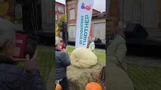 🎆 ФЕСТИВАЛЬ 