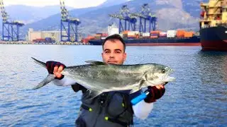 Savage Gear Pop Prey Popper’e Akşam Suyunda Saldıran Dev Liça (Lichia Amia).