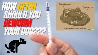 How Often Should You Deworm Your Dog?