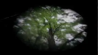 Arbor Morgana, Gymnocladus dioicus