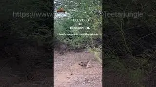 Teetar ka Shikar | partridge hunting | #teetar #greyfrancolin #hunting #wildlife #shorts