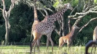 Baby Giraffe Tucker Arrives on Savanna! | Disney's Animal Kingdom | Walt Disney World