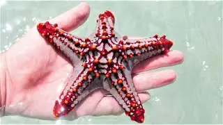 Starfish Walking In The Sea | Starfish Facts | Beautiful Starfish (Sea Star) #wildlifehub #starfish