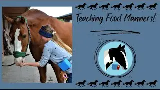 Creating Calm Behaviour Around Food / Training With Positive Reinforcement