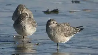 Red Knot, Calidris canutus, Kanoet, IJmuiden, NH, the Netherlands, 21 Sept 2025 (*5*)