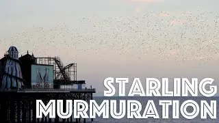 Flight of the Starlings: A Mind Blowing Winter Murmuration | Brighton, UK #BrightonWildlife